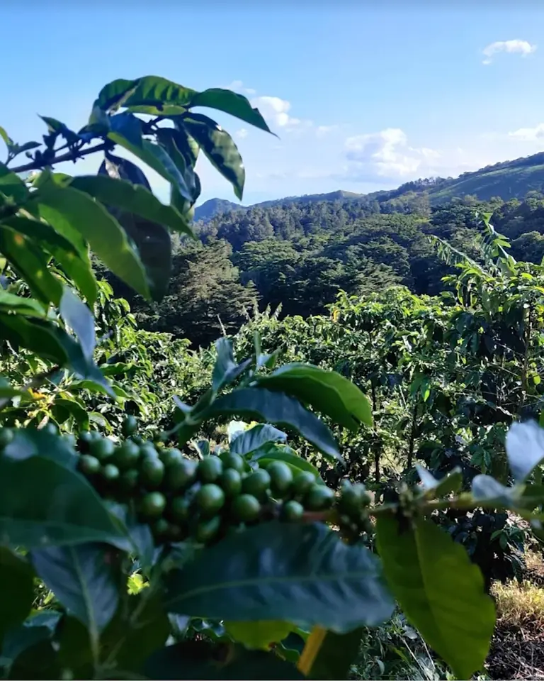 Cafetal con granos verdes y montañas cubiertas de bosque al fondo