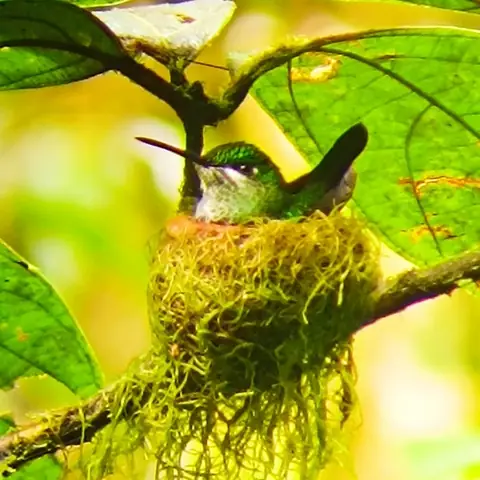 Colibrí empollando en su nido de musgo