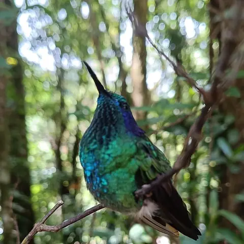 Colibrí verde azulado posado en una rama del bosque