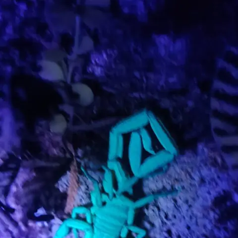 Escorpión que brilla bajo luz ultravioleta, de noche