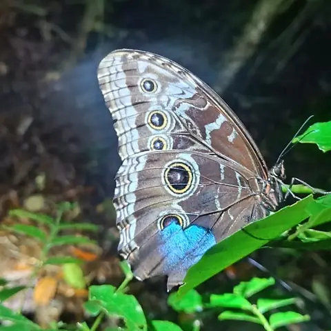Mariposa morfo con las alas cerradas sobre una planta, de noche