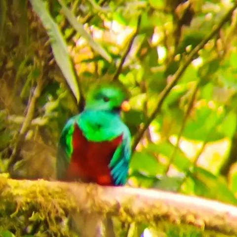 Quetzal de pecho rojo posado en una rama con musgo