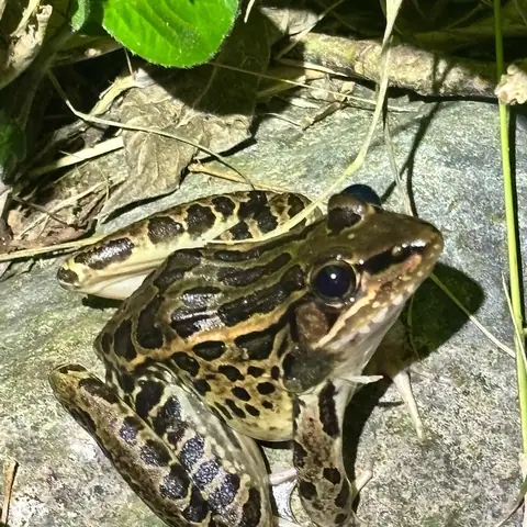 Rana moteada sobre una roca, iluminada con linterna