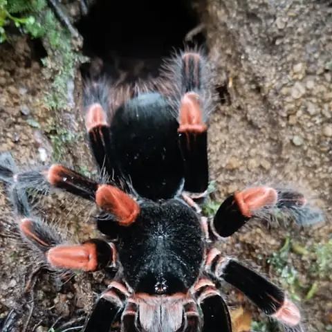 Tarántula negra y naranja saliendo de su madriguera