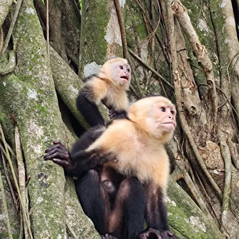 Dos monos carablanca en las raíces de un árbol