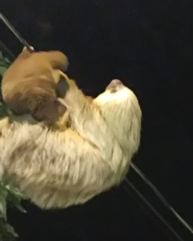 Perezosa con su cría colgando de un cable, de noche