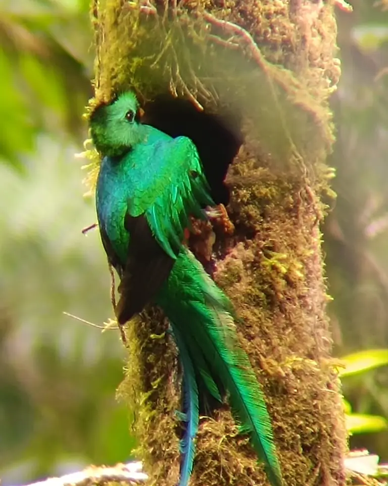 Quetzal macho en la entrada de su nido, en un tronco cubierto de musgo
