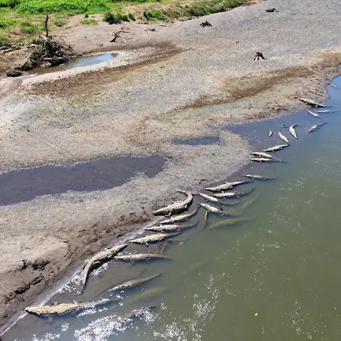Cocodrilos tomando sol en la orilla del río