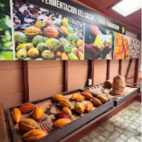Mazorcas de cacao en la exhibición de fermentación del cacao