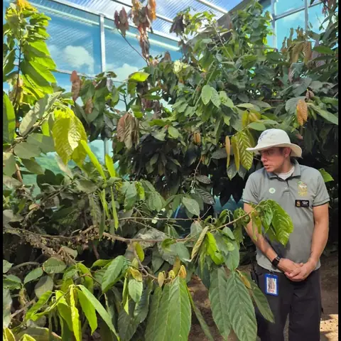 Guía de El Trapiche entre las plantas de cacao