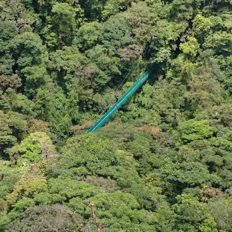 Puente colgante verde entre las copas del bosque, visto desde arriba
